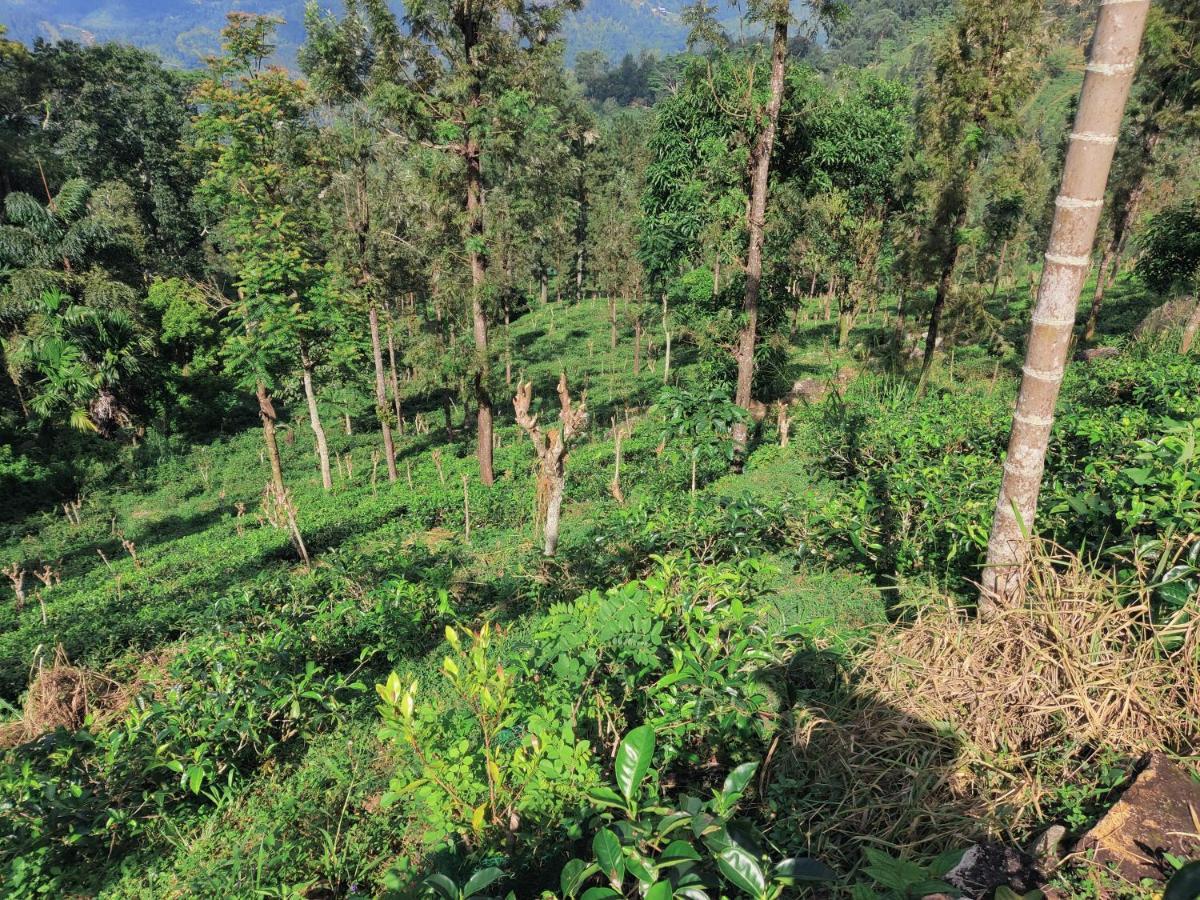 Rohana Estate Lodging & Camping Kandy Exterior foto