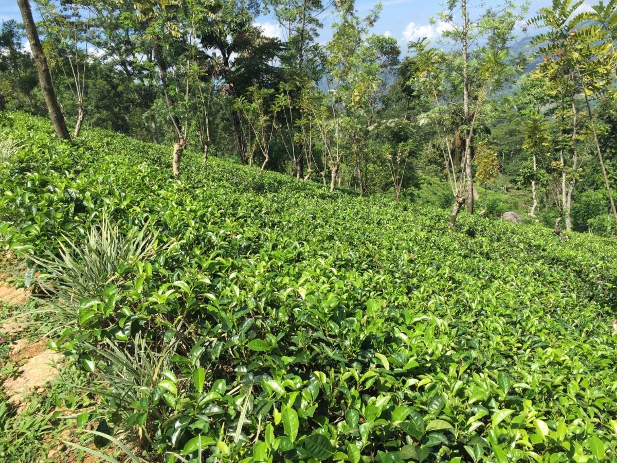 Rohana Estate Lodging & Camping Kandy Exterior foto