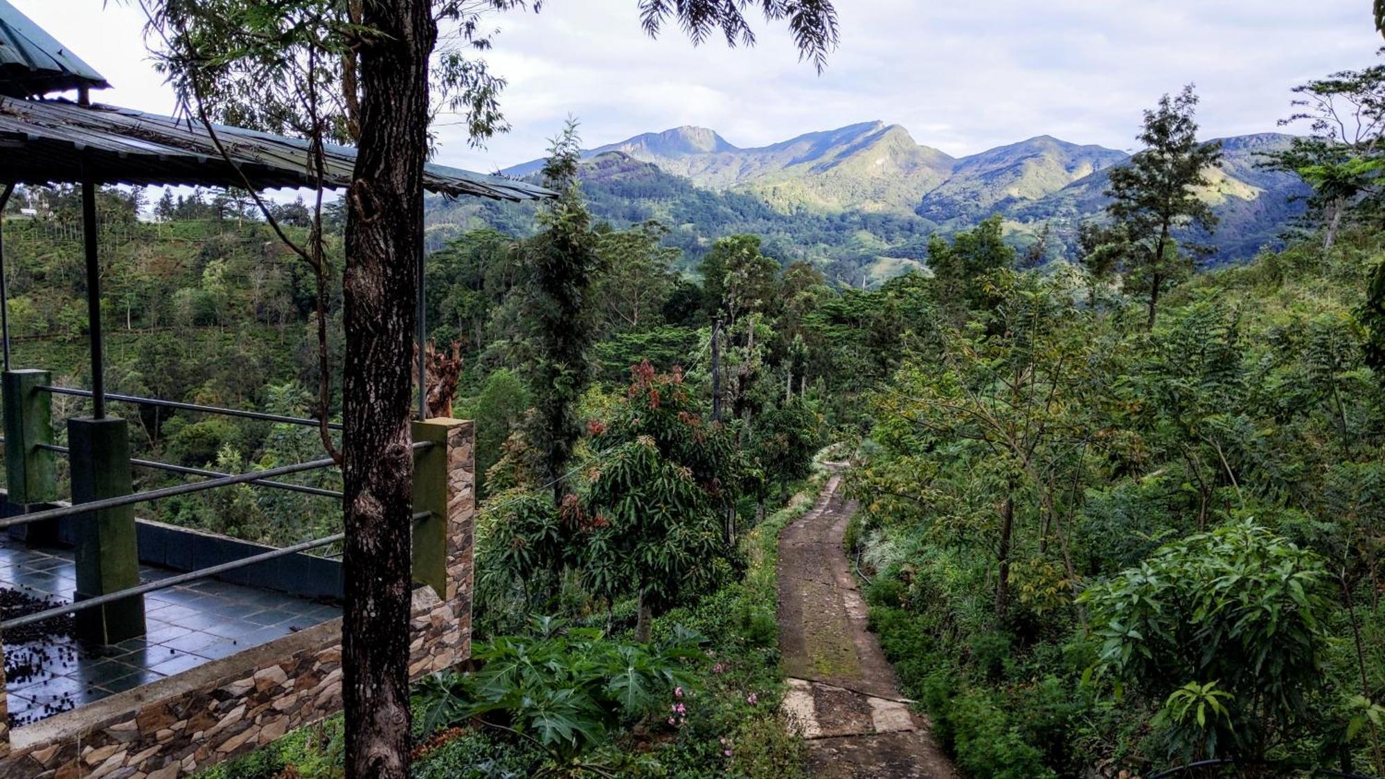 Rohana Estate Lodging & Camping Kandy Exterior foto